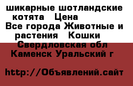 шикарные шотландские котята › Цена ­ 15 000 - Все города Животные и растения » Кошки   . Свердловская обл.,Каменск-Уральский г.